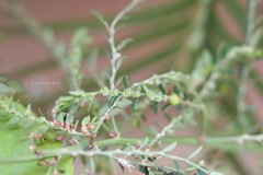 Phyllanthus fraternus